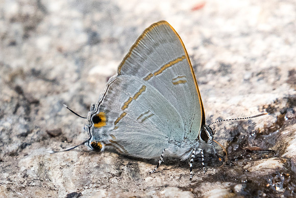 Hypolycaena erylus himavantus -3514 - Doi-Suthep 8/03/23