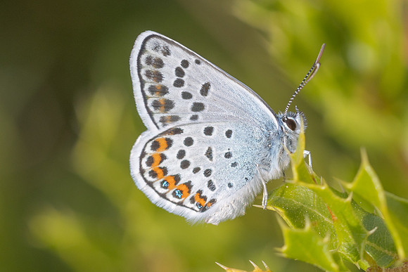 Plebejus argus-7793