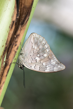 archaeoprepona demophon