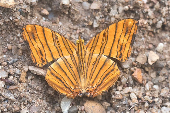 Chersonesia risa risa-8619- Chiang Dao - 14/11/23