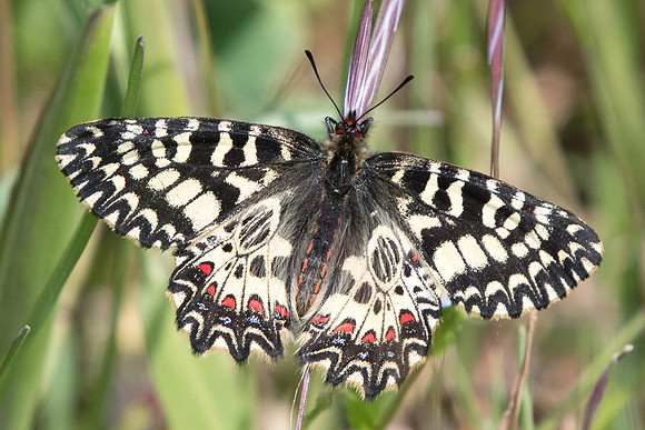 Zerynthia polyxema-3289 - Ponteves - 18/04/19