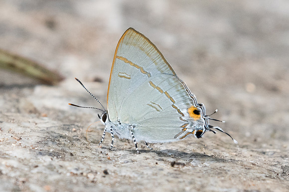 Hypolycaena erylus-1022 - Doi Suthep - 13/11/23