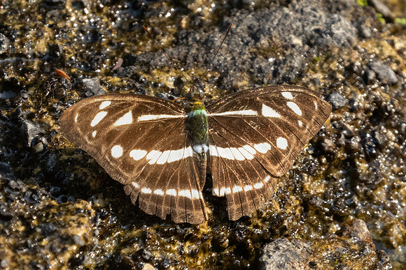 Athyma kanwa phorkys-6816 - Doi-Suthep - 28/03/24