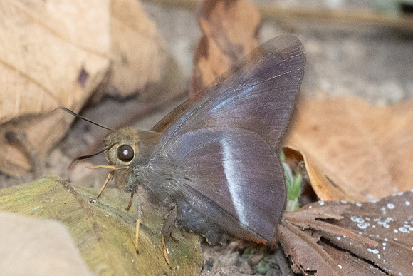 Bibasis sena-1983 - Chiang Dao - 18/03/24