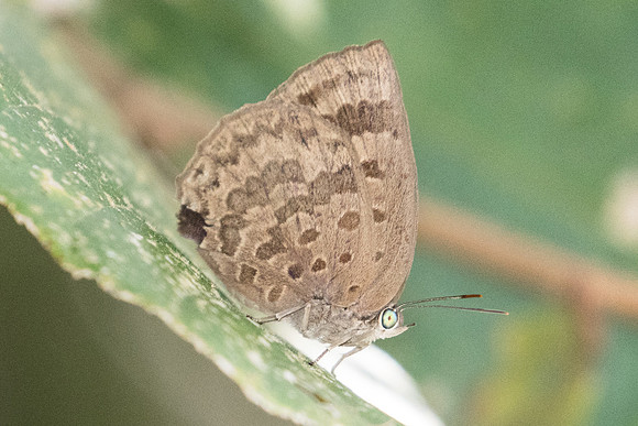 Arhopala asinarus tonguva-2678 - Koh Samui - 19/03/23
