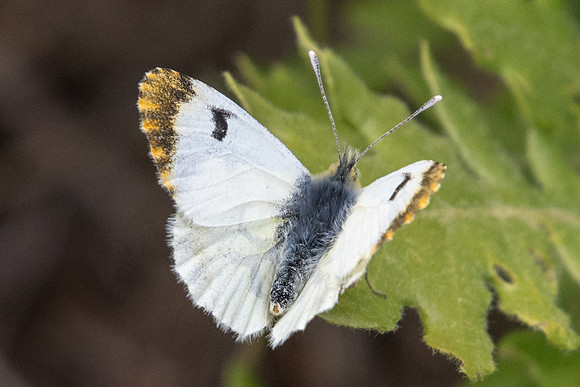 Anthocharis euphenoides ♀ -0451 - Gourdon - 19/05/21
