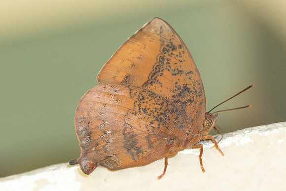 Amblypodes anita anita-4119 - Doi Inthanon - 23/03/25