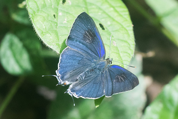 Hypolycaena erylus-8708 - Chiang Dao - 14/11/23