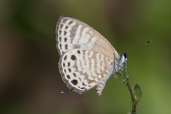 Nacaduba angusta-0145 - Chiang Dao - 16/11/23