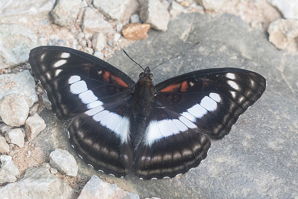 Athyma selenophora - 8991 - Chiang Dao - 14/11/23