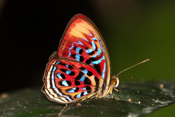 Paralaxita telesia lyclene-6205 - Phanom Bencha Mountain - 24/11/23