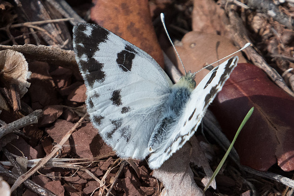 Pontia daplidice ♀-8192 - Lac du Saligou - 30/09/22
