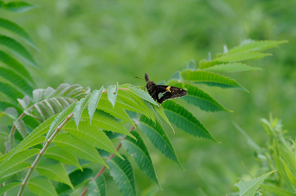 03072012-Epargyreus clarus-9887