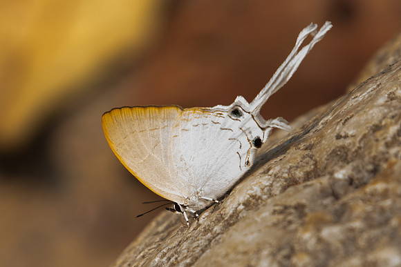 Cheritra freja-0285 - Doi-Suthep - 7/03/23