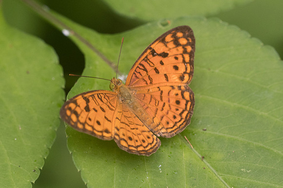 Phalanta alcippe alcippoides-4258 - Krabi - 22/11/23