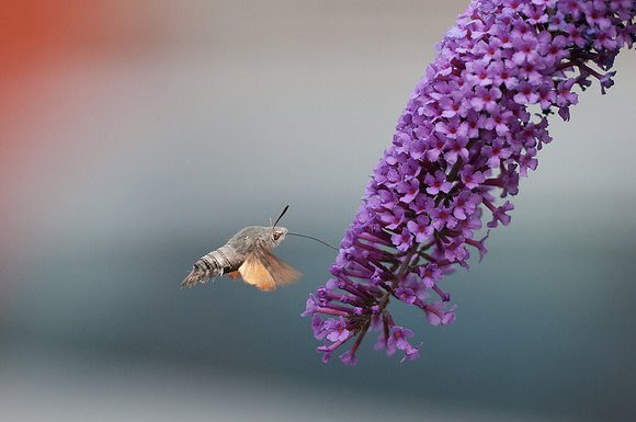 Macroglossum stellatarum - Précy