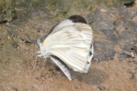 Artogeia canidia-9688 - Chiang Dao  - 11/03/23