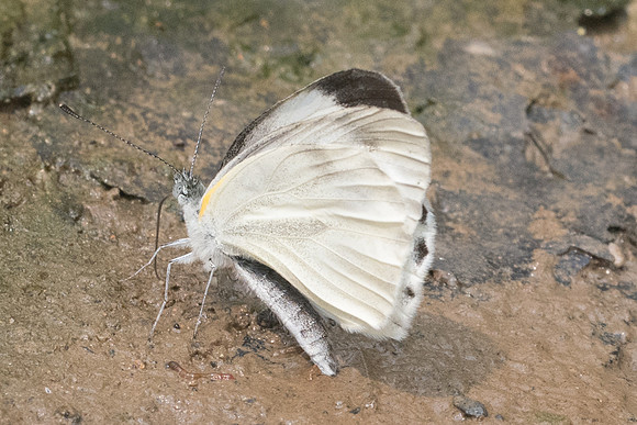 Artogeia canidia-9688 - Chiang Dao  - 11/03/23