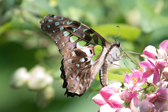 Graphium agamemnon
