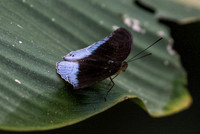 Tanaecia iapis ♂