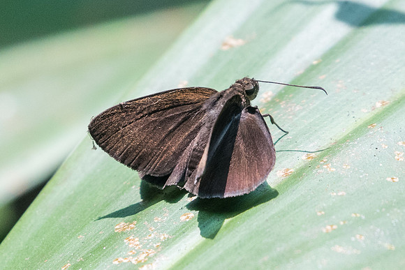 Ancistroides nigrita (?)