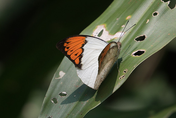 Hebomoia glaucipe aturia