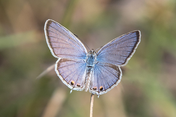 Euchrysops cnejus