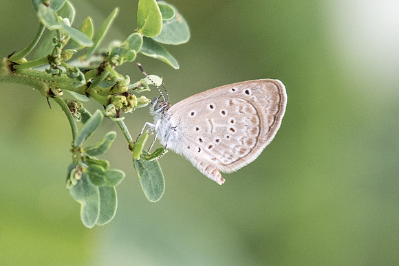 Zizeeria sp