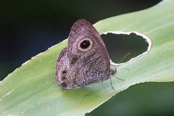 Ypthima fasciata torone