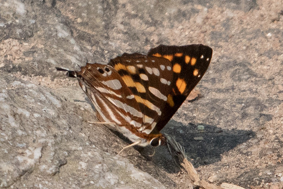 Dodona egeon egeon-5413 - Doi-Suthep - 9/03/23