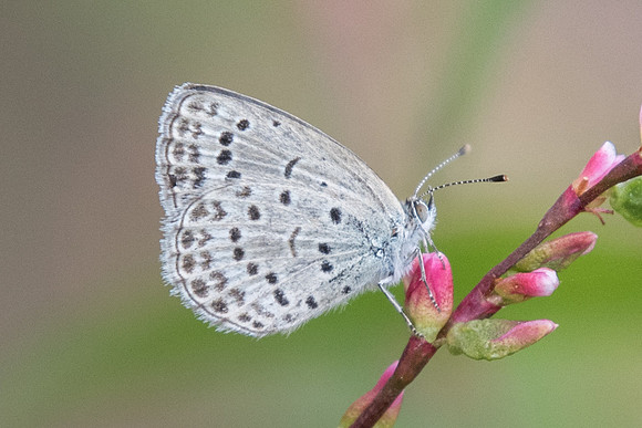 Pseudozizeeria maha