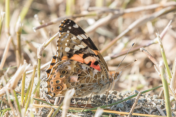 Vanessa cardui