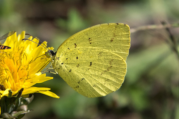 Eurema sp