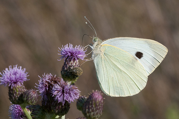 Pieris brassicae