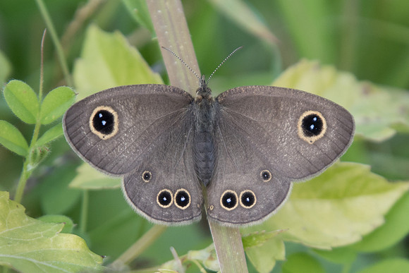 Ypthima argus