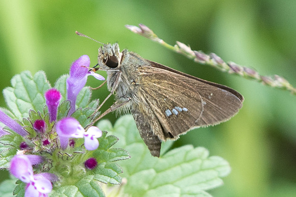 Parnara guttata