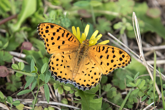 Argynnis hyperbius