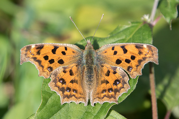 Polygonia c-aureum-9504