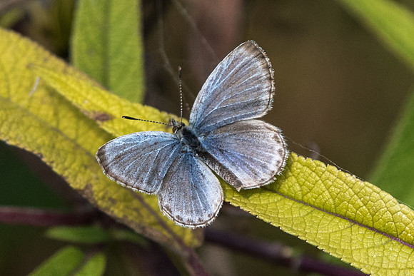 Pseudozizeeria maha - Kyoto - 18/11/18