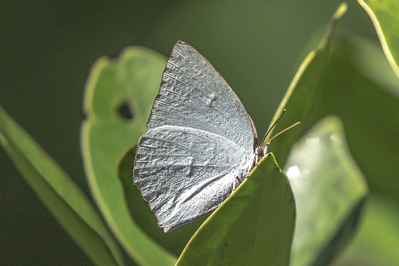 Curetis acuta 15/11/18