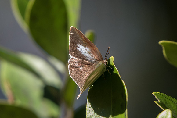 Curetis acuta ♀