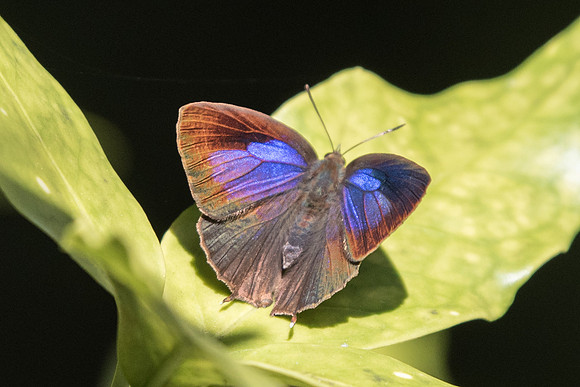 Arhopala bazalus