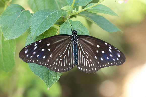 Euploea mulciber_2927