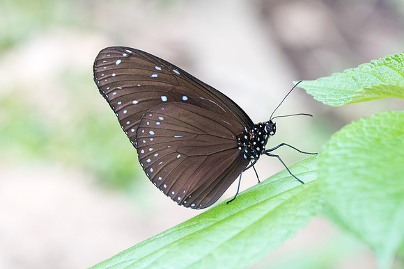 Euploea mulciber ♂