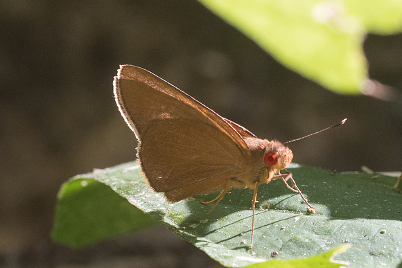 Matapa aria-3498  - Chiang Rai - 20/11/23