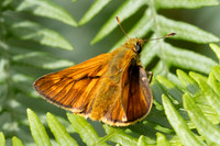 Ochlodes sylvanus-7006 - Sucy en Brie - 7/07/24