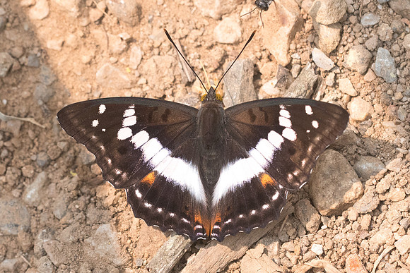 Mimathyma ambica miranda-0285 - Chiang dao - 11/03/23