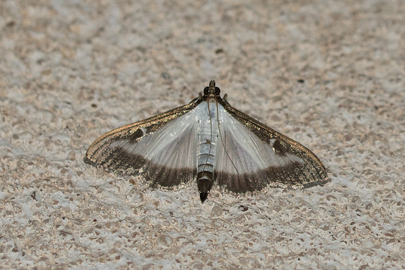 Cydalima perspectalis 9909   - Gréolières