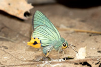 Choaspes benjaminii-1892- Chiang Dao - 19/03/25