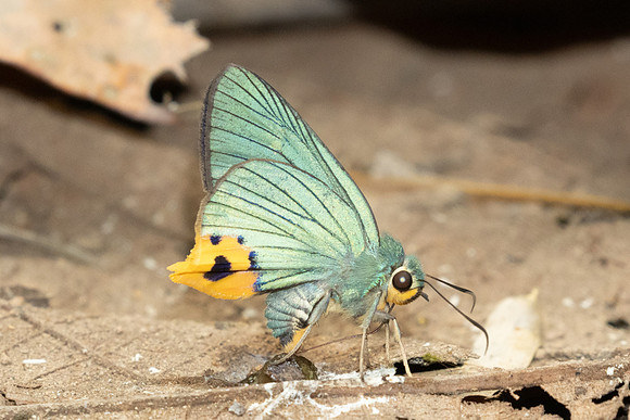 Choaspes benjaminii-1892- Chiang Dao - 19/03/25